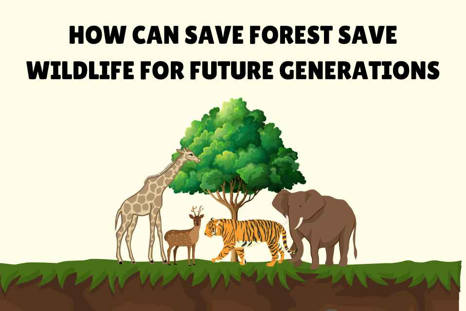 How Can Save Forest Save Wildlife for Future Generations