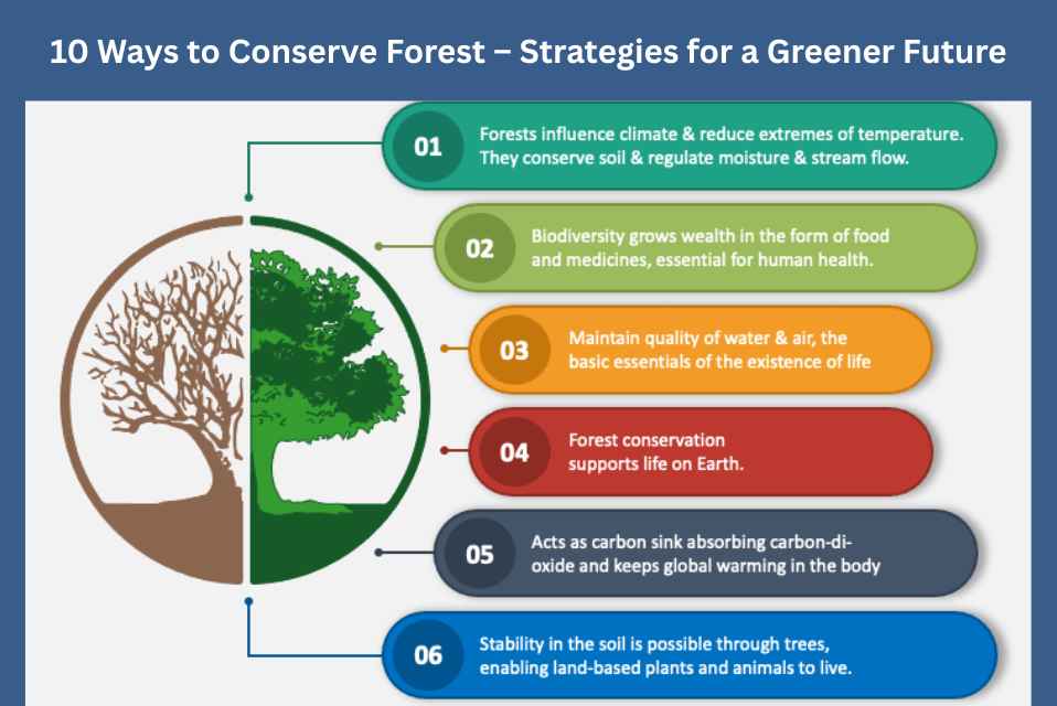 10 Ways to Conserve Forest – Strategies for a Greener Future