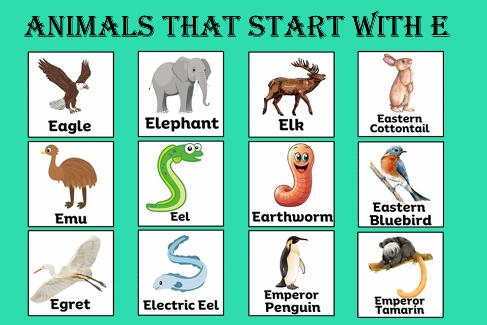 Animals That Start With E